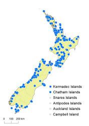 Trichomanes venosum distribution map based on databased records at AK, CHR, OTA and WELT. 
 Image: K. Boardman © Landcare Research 2016 CC BY 3.0 NZ